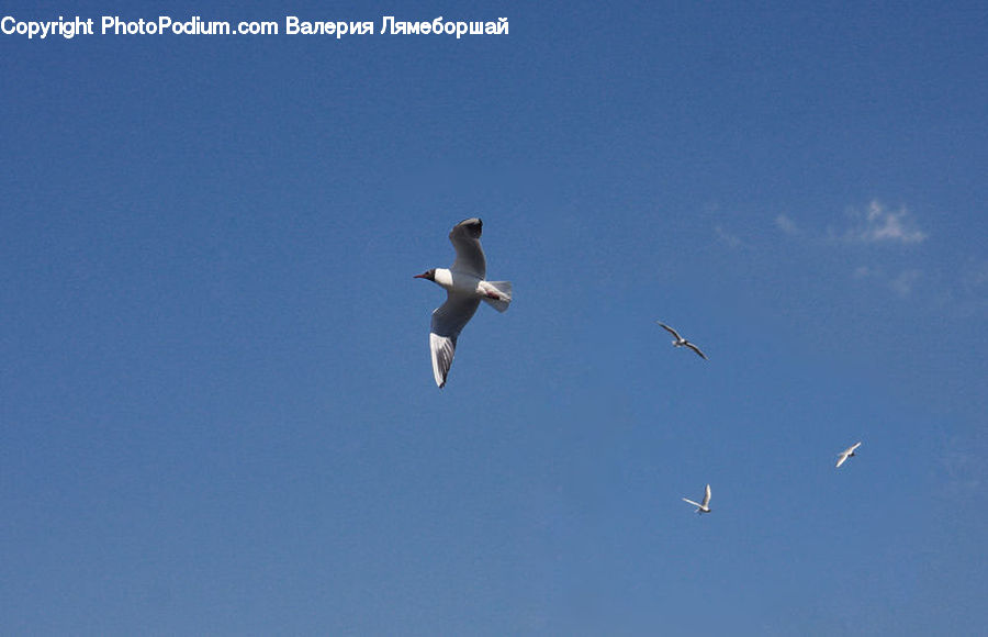 Bird, Booby, Crane Bird, Heron, Flying