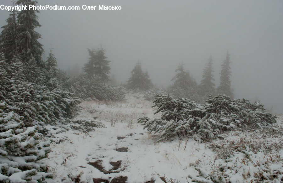 Conifer, Fir, Pine, Spruce, Wood, Abies, Tree