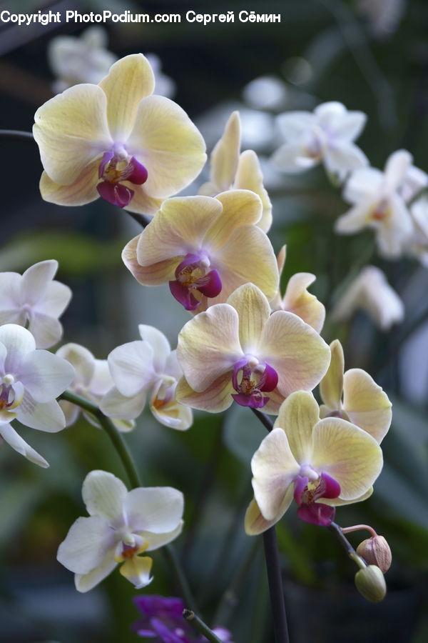 Blossom, Flora, Flower, Orchid, Plant, Gladiolus, Petal