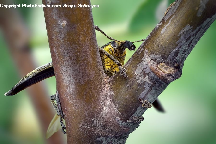 Bee, Hornet, Insect, Invertebrate, Wasp, Cricket Insect, Grasshopper