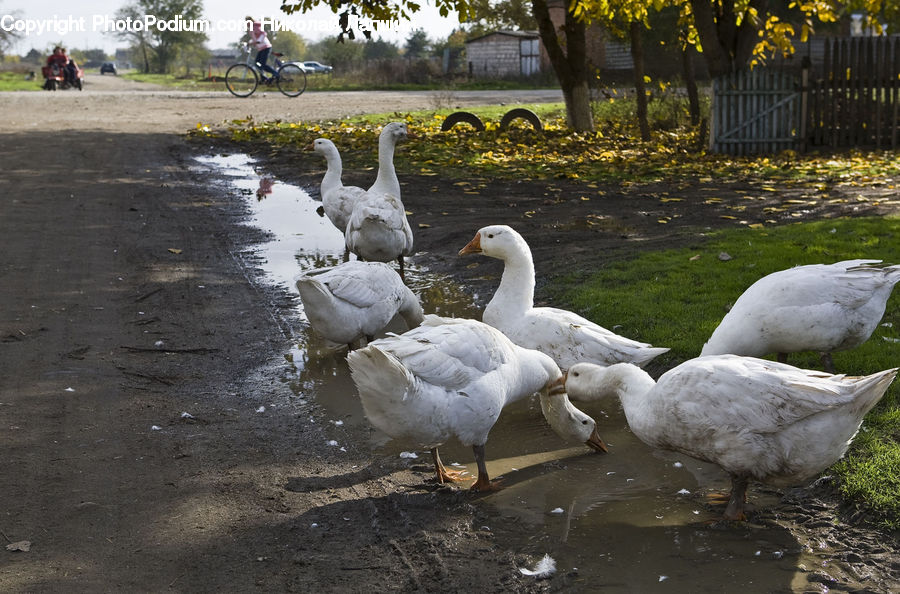 Bird, Goose, Waterfowl, Duck, Teal, Car, Wagon