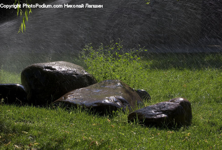 Animal, Buffalo, Bull, Mammal, Field, Grass, Lawn