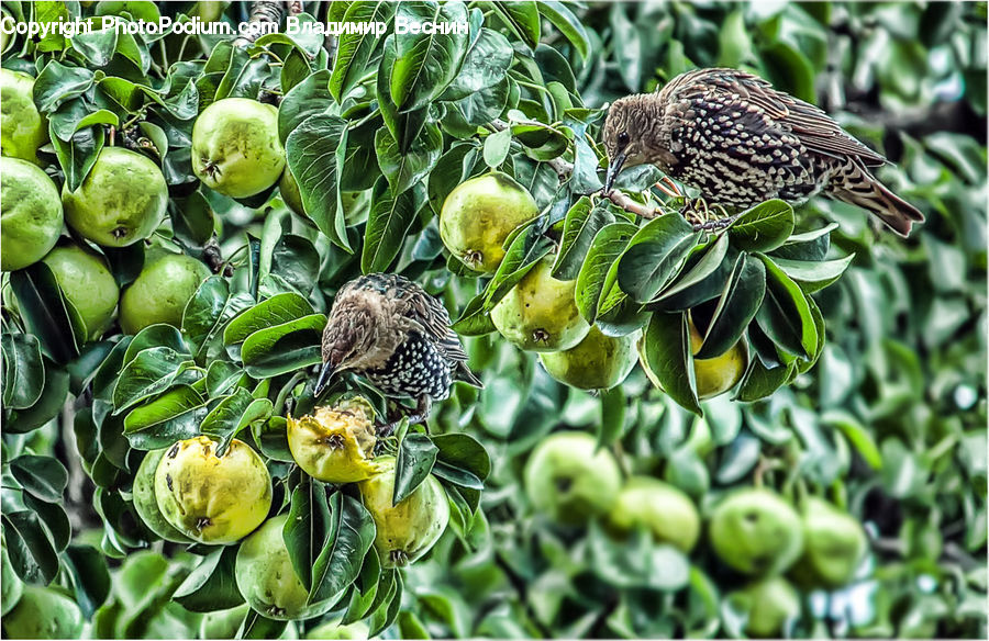 Bird, Quail, Produce, Vegetable, Market, Blossom, Flora