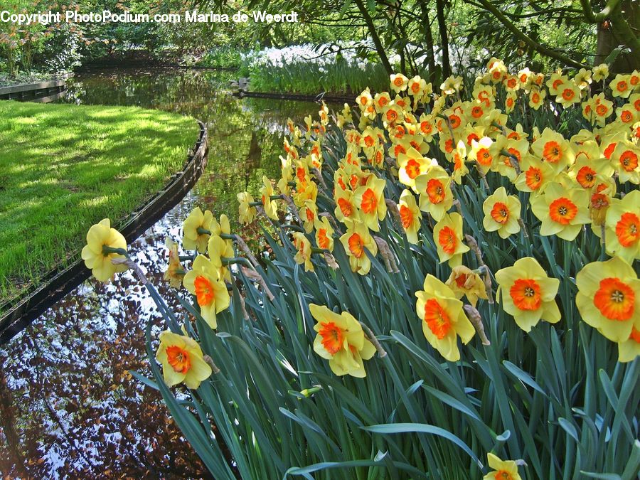 Blossom, Daffodil, Flora, Flower, Plant, Tulip, Crocus