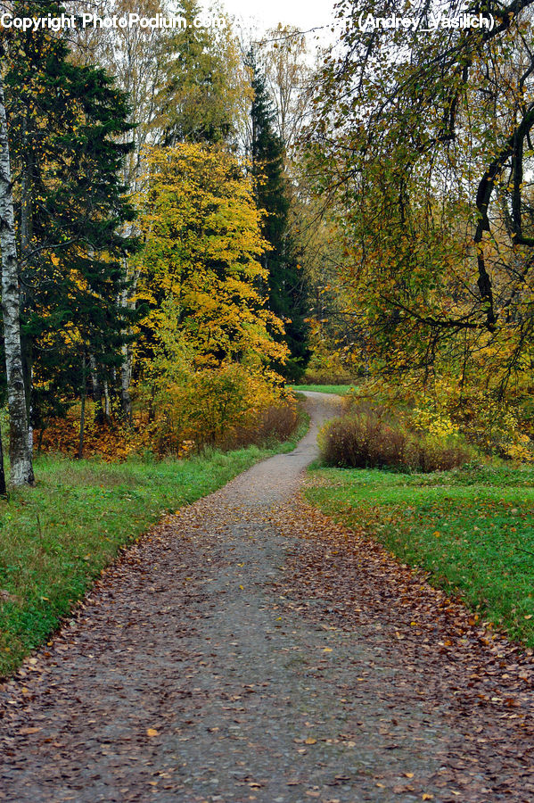 Dirt Road, Gravel, Road, Path, Walkway, Conifer, Fir