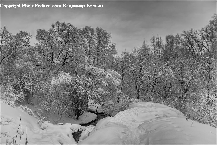 Ice, Outdoors, Snow, Forest, Vegetation, Plant, Tree