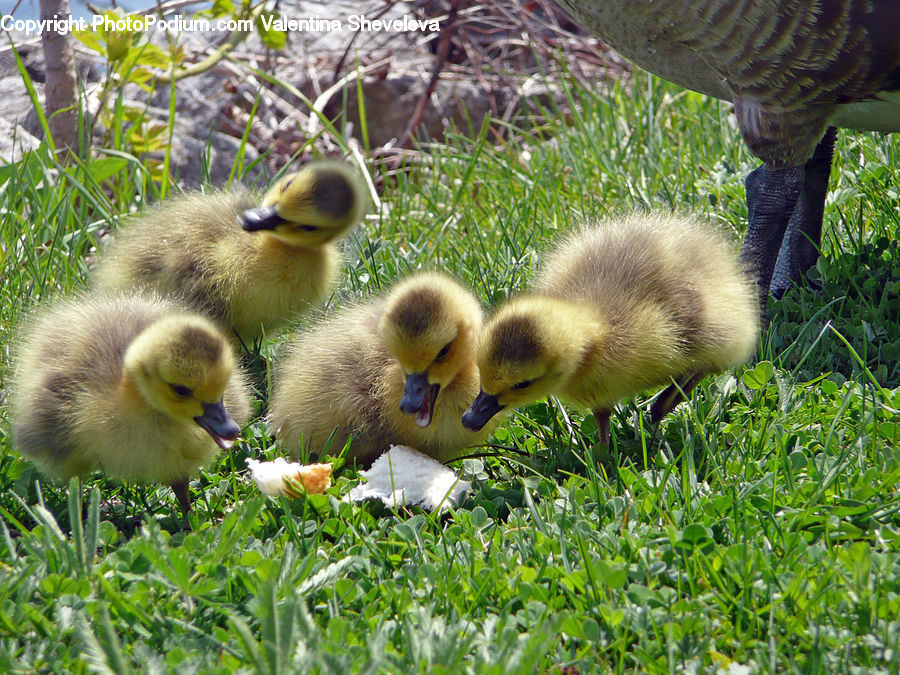 Bird, Duck, Teal, Waterfowl, Herbal, Herbs, Plant