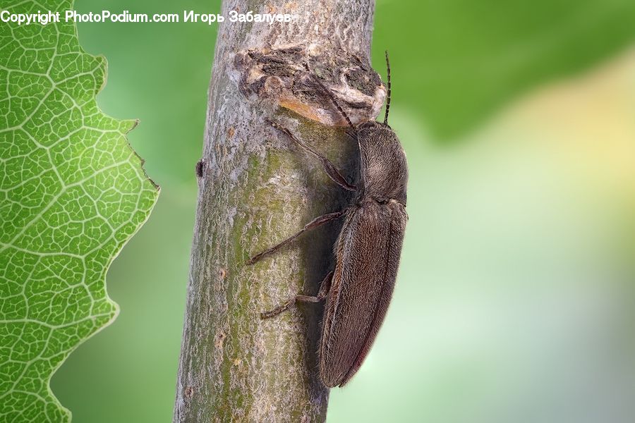 Cricket Insect, Grasshopper, Insect, Invertebrate, Asilidae, Aphid, Andrena