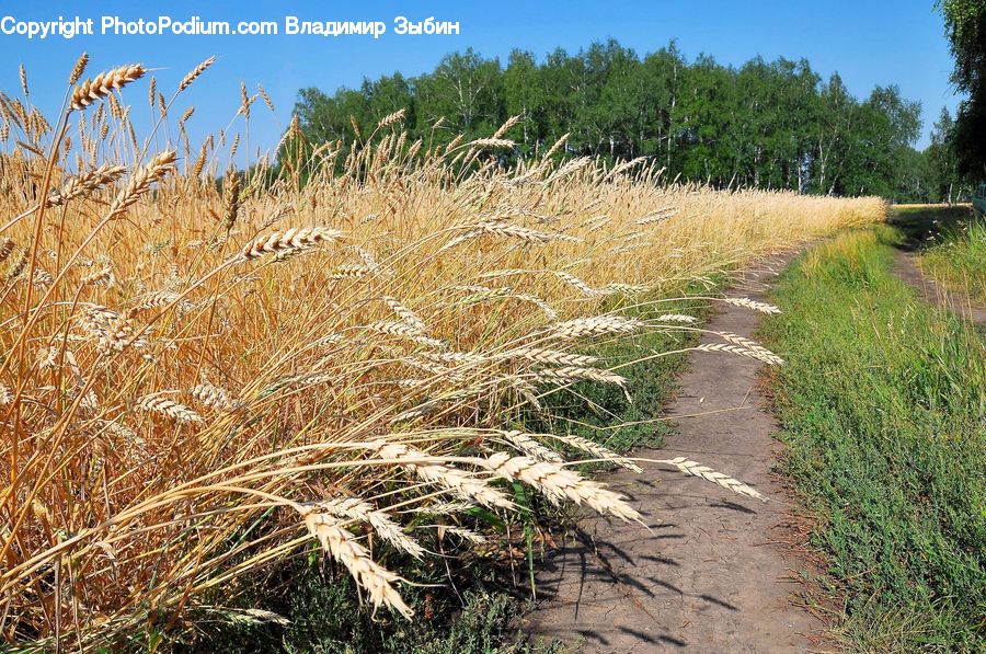 Field, Grass, Grassland, Plant, Bush, Vegetation, Dirt Road