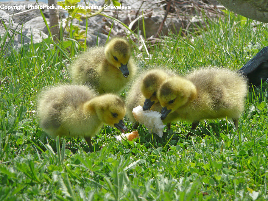 Bird, Duck, Teal, Waterfowl, Herbal, Herbs, Plant