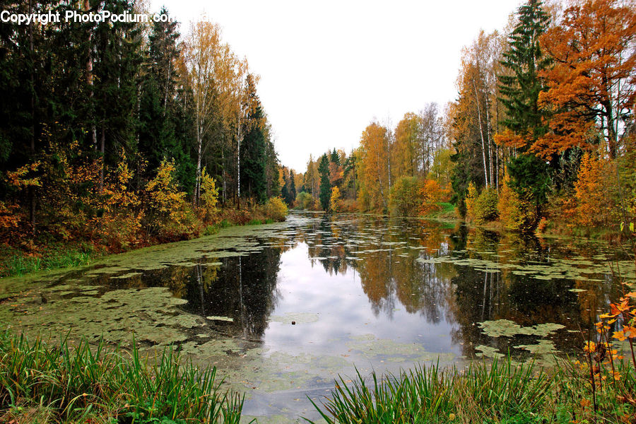 Outdoors, River, Water, Conifer, Fir, Plant, Tree