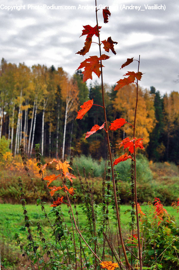 People, Person, Human, Ivy, Plant, Vine, Maple