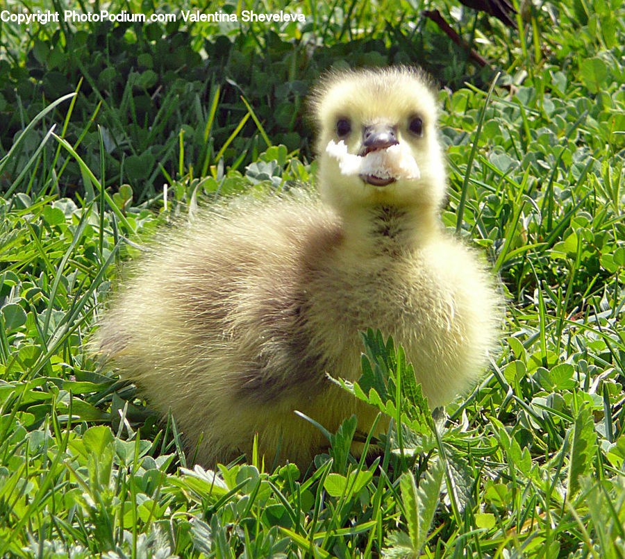 Bird, Duck, Teal, Waterfowl, Field, Grass, Grassland
