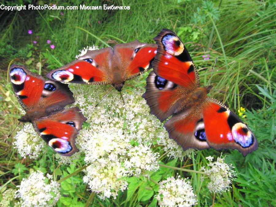 Butterfly, Insect, Invertebrate, Blossom, Flower, Lilac, Plant