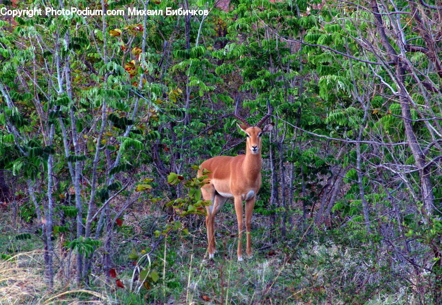 Animal, Gazelle, Impala, Mammal, Wildlife, Antelope, Deer