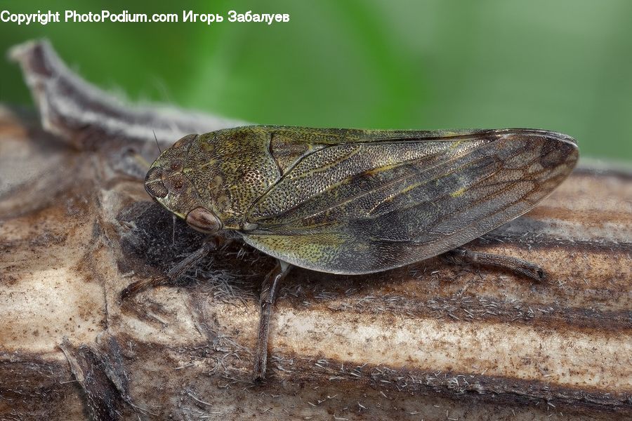 Butterfly, Insect, Invertebrate, Moth, Cricket Insect, Grasshopper, Cockroach