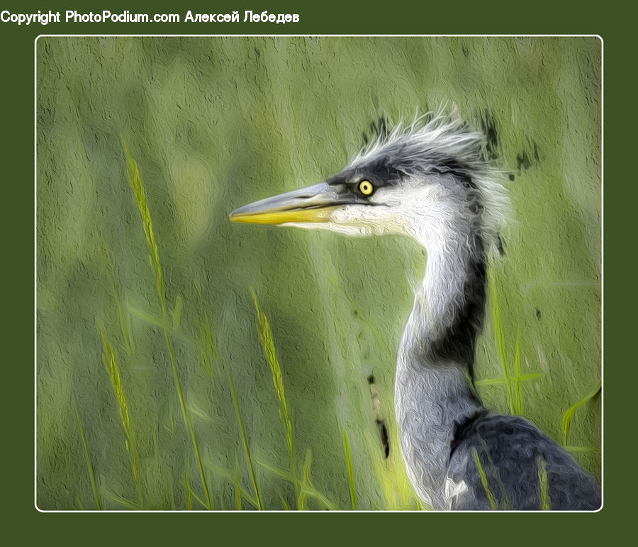 Ardeidae, Bird, Beak, Crane Bird, Heron, Stork, Waterfowl