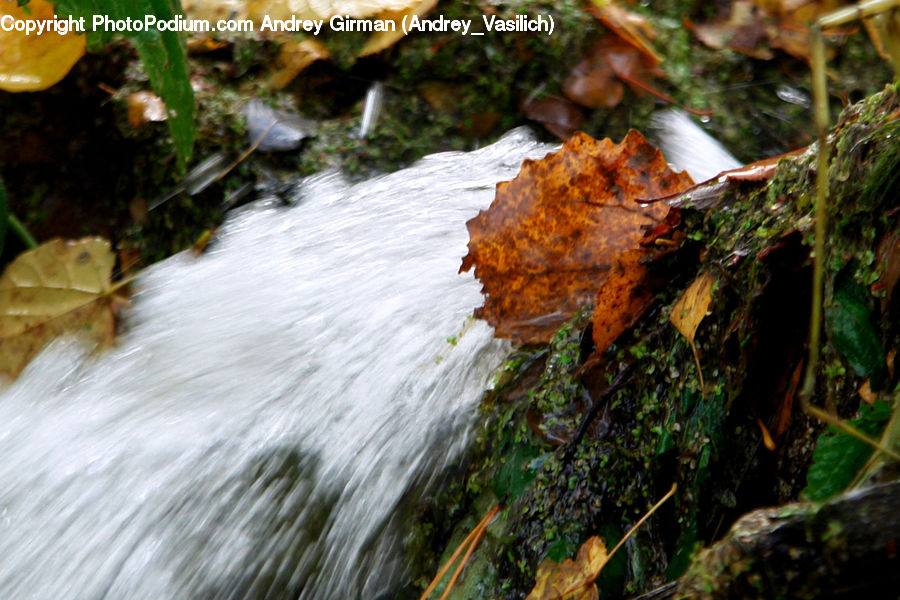 Ivy, Plant, Vine, Agaric, Mushroom, Algae, Moss