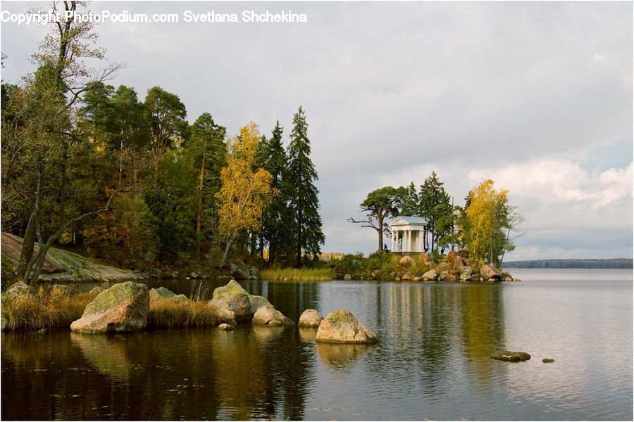 Conifer, Larch, Tree, Wood, Plant, Lake, Outdoors