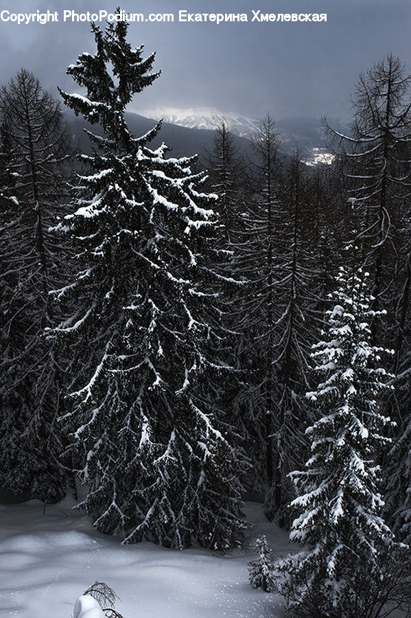 Conifer, Fir, Spruce, Wood, Plant, Tree, Forest