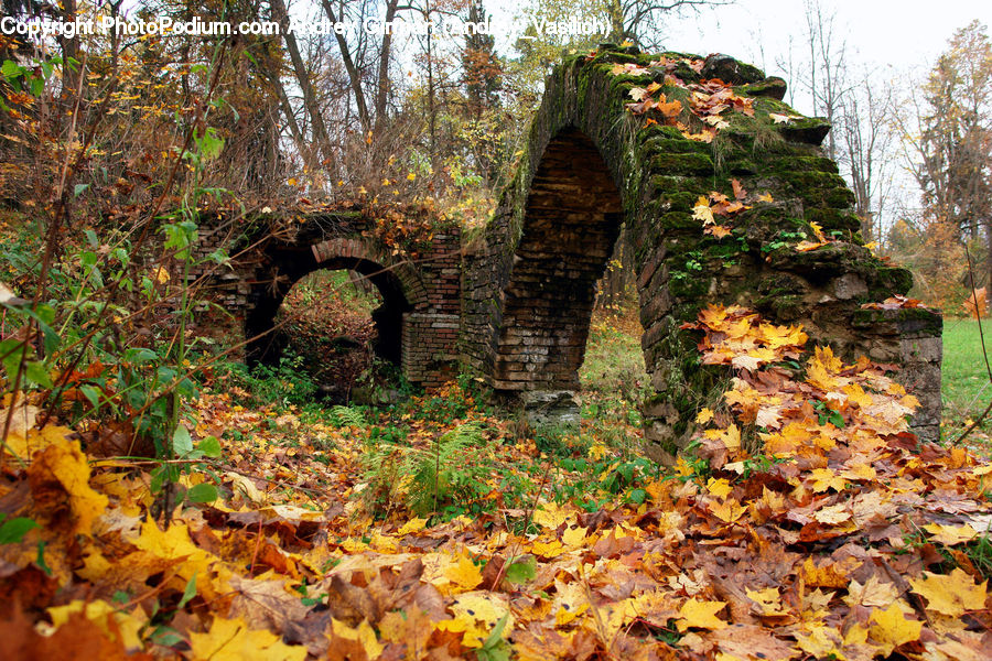 Ivy, Plant, Vine, Ground, Soil, Ruins, Tree