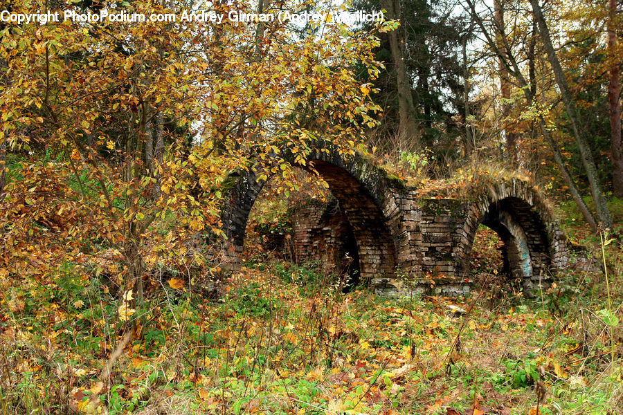 Forest, Grove, Land, Bush, Plant, Vegetation, Grassland