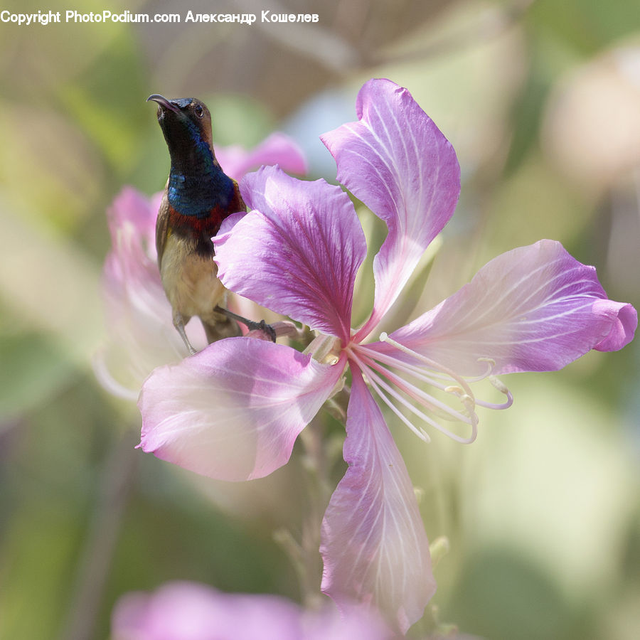 Blossom, Flora, Flower, Geranium, Plant, Bird, Hummingbird