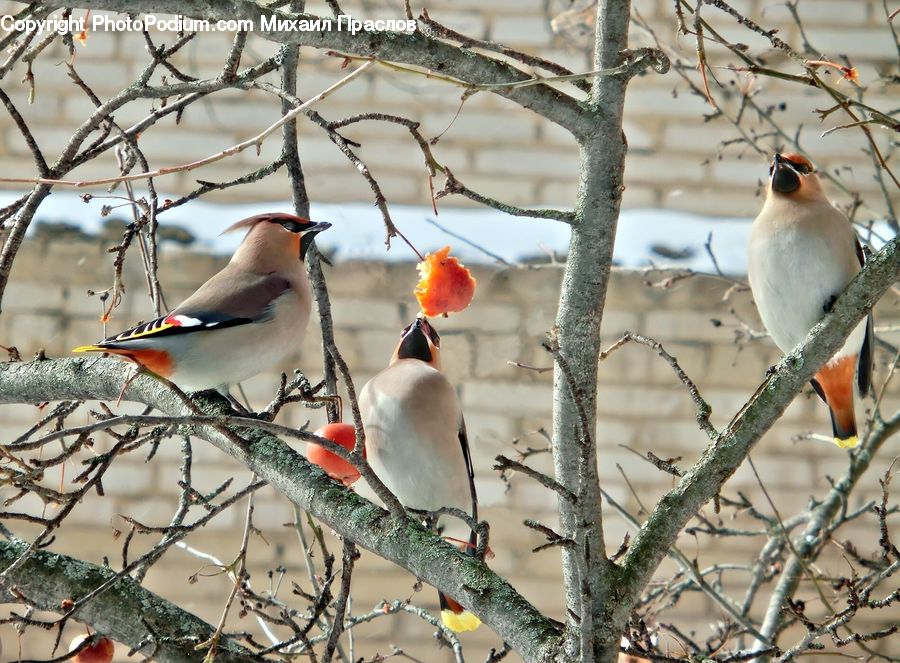 Bird, Finch, Beak, Bee Eater, Bishop, Cardinal, Priest