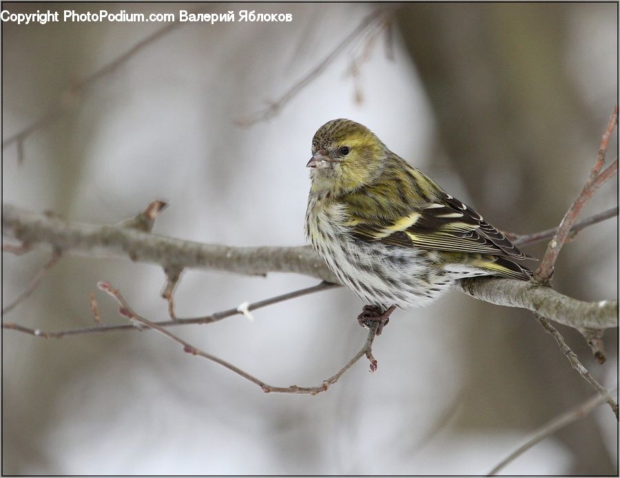 Bird, Finch, Gecko, Lizard, Reptile, Wildlife, Canary