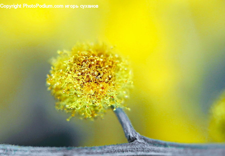 Flower, Mimosa, Plant, Blossom, Flora, Daisies, Daisy