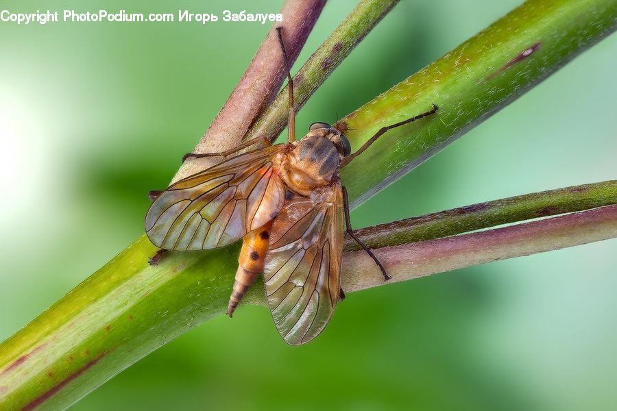 Anisoptera, Dragonfly, Insect, Invertebrate, Cricket Insect, Grasshopper