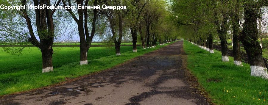Path, Trail, Dirt Road, Gravel, Road, Fir, Forest