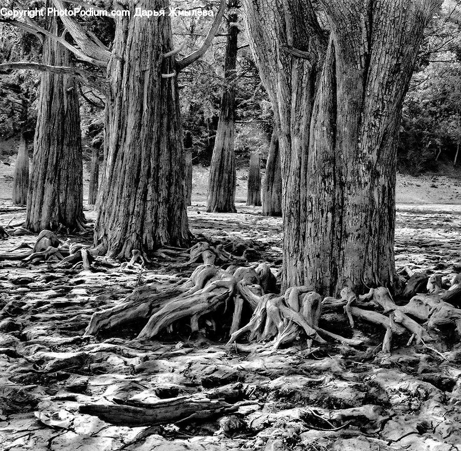 Plant, Tree, Forest, Vegetation, Fir, Grove, Jungle