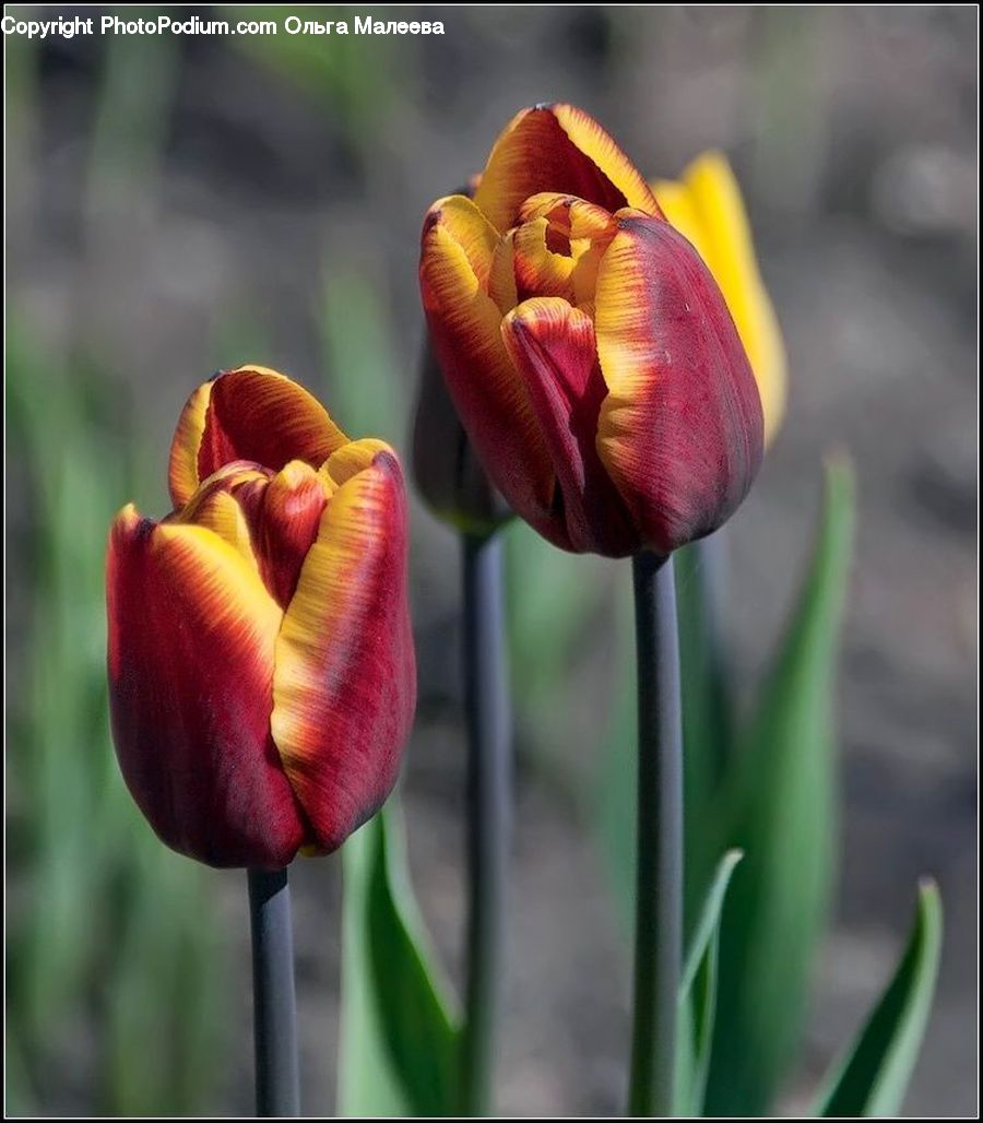 Blossom, Flora, Flower, Plant, Tulip, Crocus