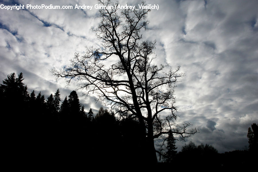 Conifer, Fir, Spruce, Wood, Pine, Plant, Tree