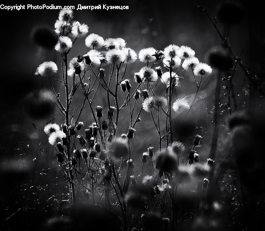 Dandelion, Flower, Plant, Blossom, Flora, Thistle, Weed