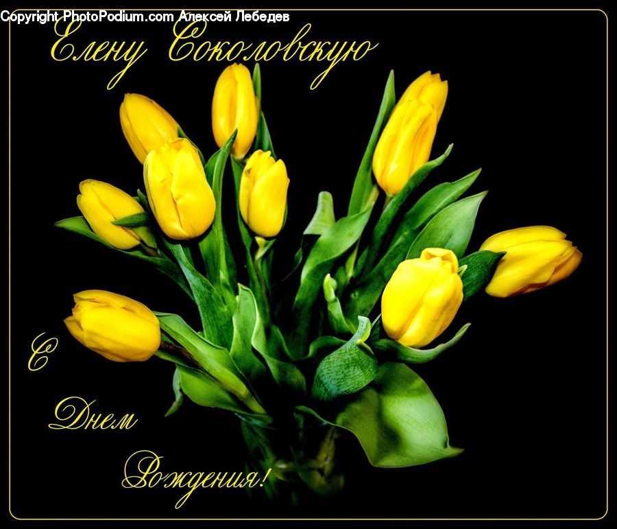 Blossom, Flora, Flower, Plant, Tulip, Flower Arrangement, Flower Bouquet