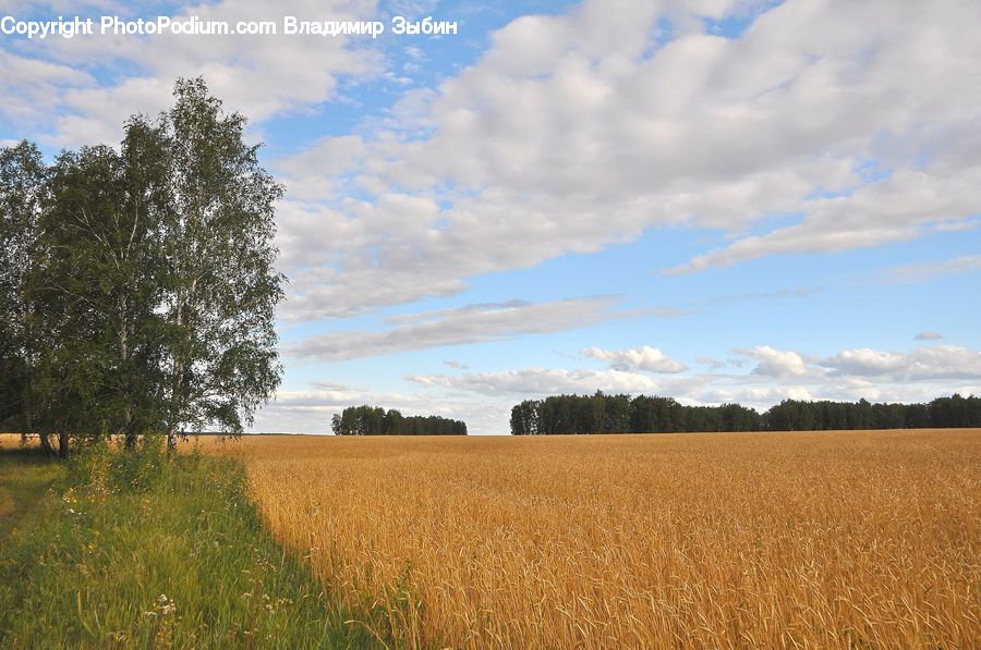 Grain, Wheat, Grass, Plant, Field, Grassland, Land