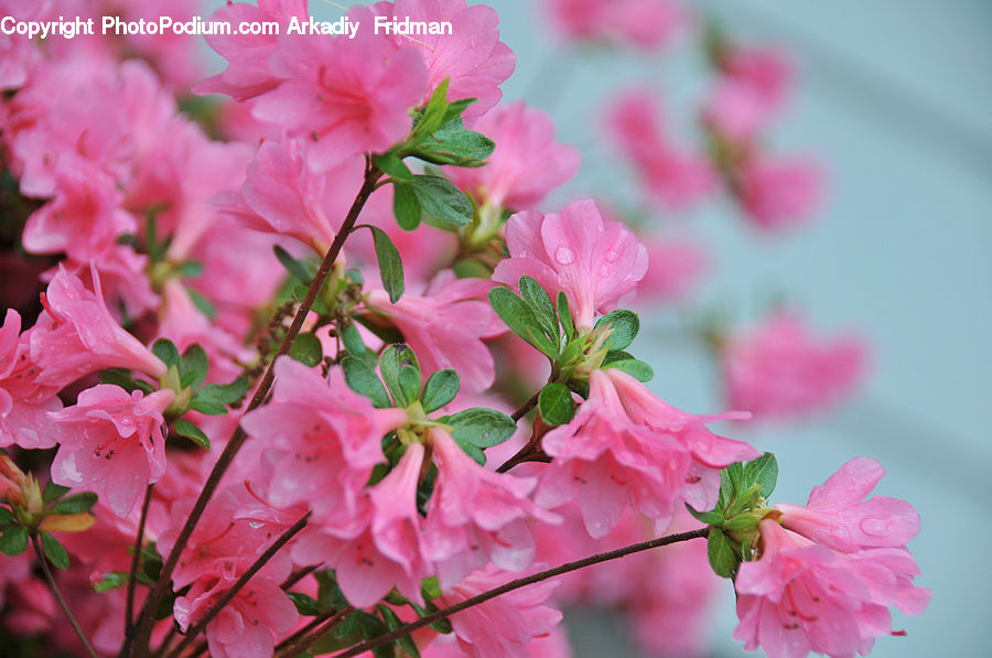 Blossom, Flora, Flower, Geranium, Plant, Cherry Blossom, Aquilegia