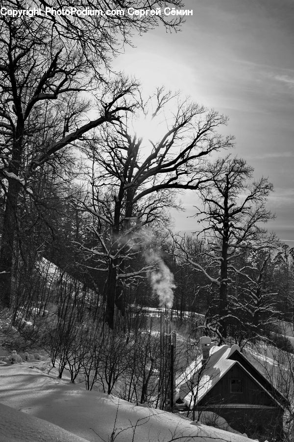Plant, Tree, Oak, Wood, Smoke, Road, Forest