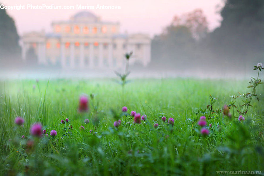 Field, Grass, Grassland, Land, Outdoors, Flora, Flower