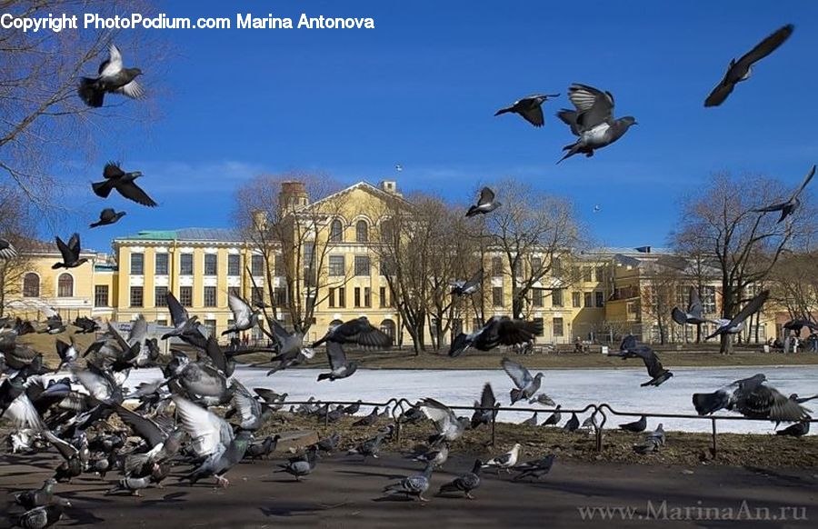 Bird, Pigeon, Flock, Kite Bird, Flying, Swallow, Harrier