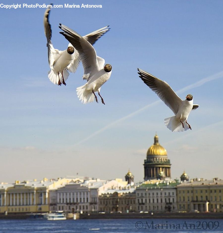 Bird, Seagull, Cockatoo, Parrot, Architecture, Dome, Booby