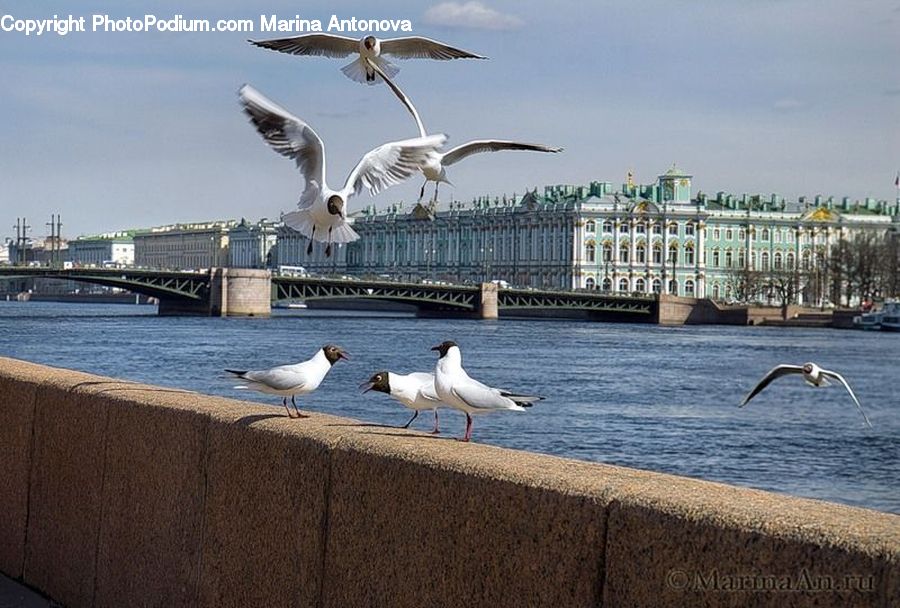 Bird, Seagull, Swallow, Kite Bird, Pelican