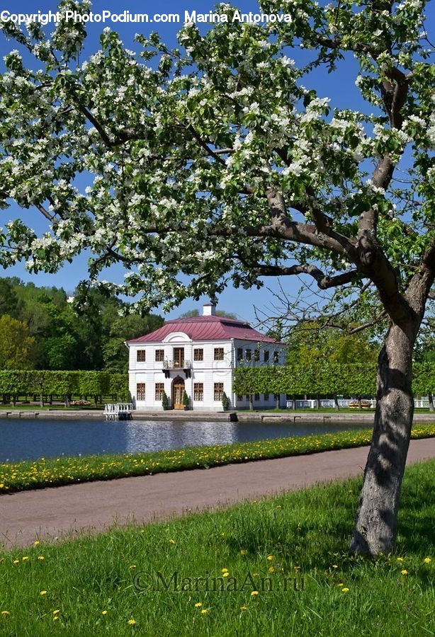 Oak, Tree, Wood, Plant, Sycamore, Tree Trunk, Building