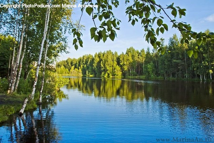 Forest, Vegetation, Outdoors, Pond, Water, Grove, Land