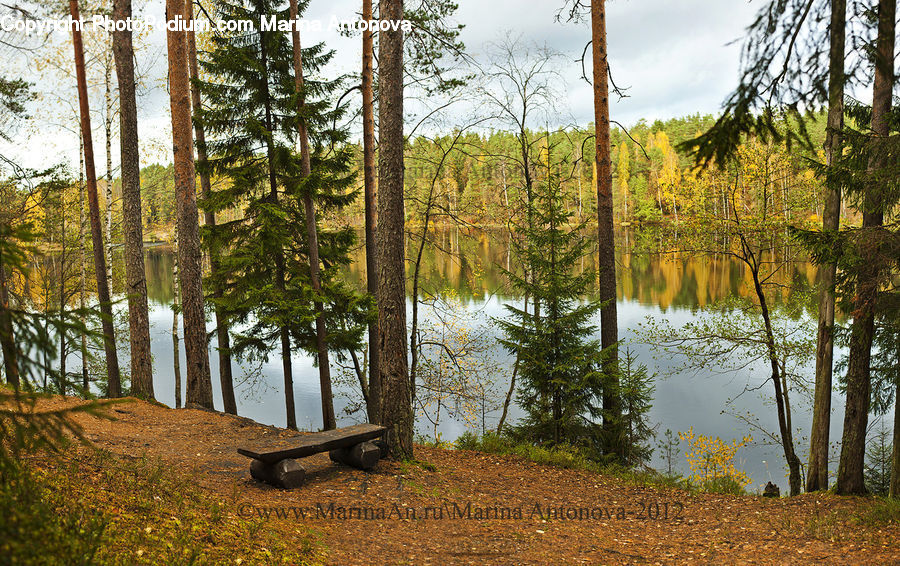 Forest, Vegetation, Conifer, Larch, Tree, Wood, Fir