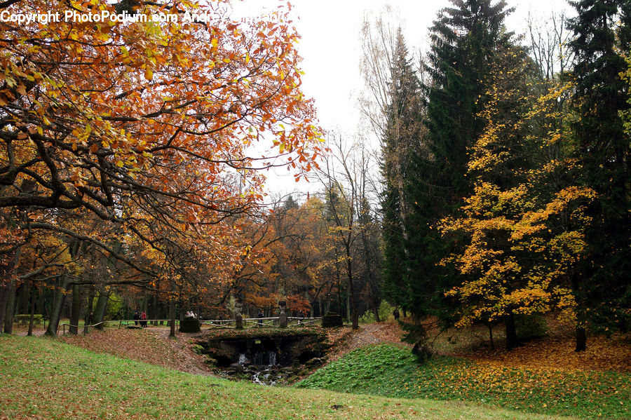 Conifer, Fir, Plant, Tree, Outdoors, Pond, Water
