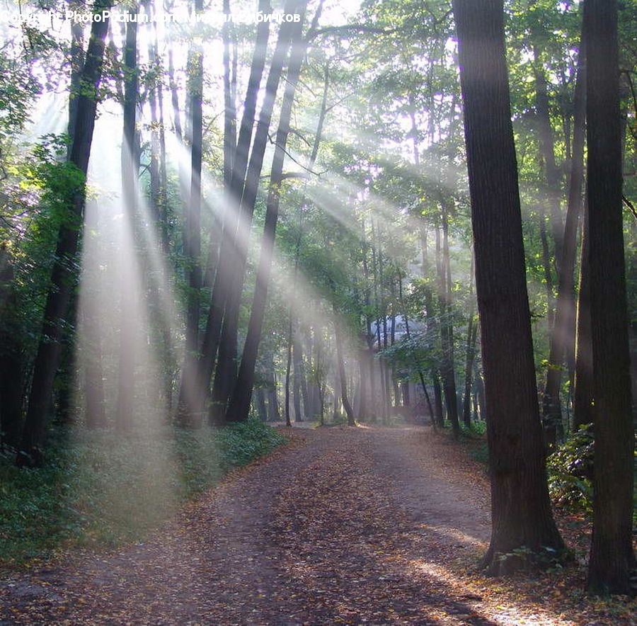Dirt Road, Gravel, Road, Forest, Vegetation, Flare, Light