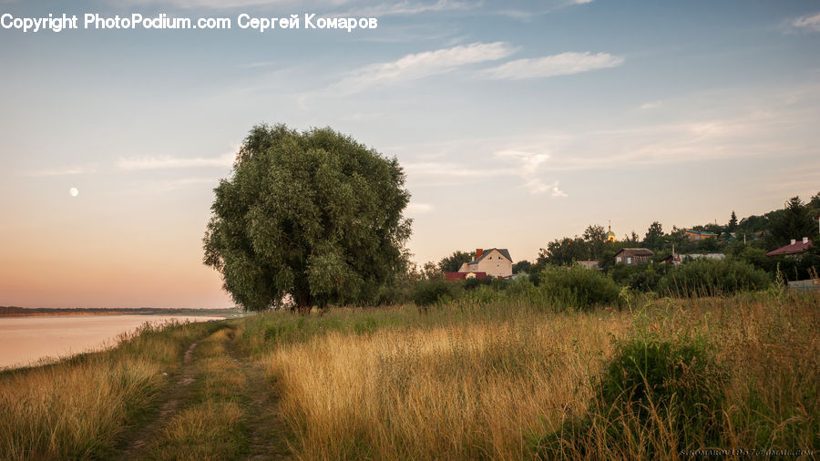 Field, Grass, Grassland, Land, Outdoors, Plant, Landscape